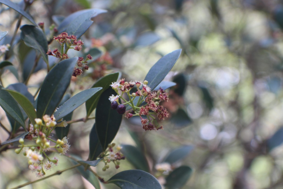 Syzygium spathulatum Thwaites